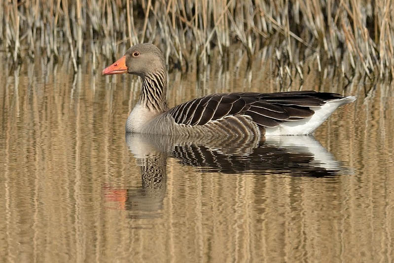 Grauwe Gans